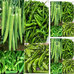 SBJEI-FRESH BONA GREEN CHILLI